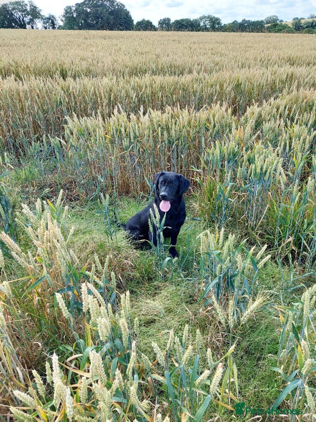 Labrador Retriever dogs for sale: RUBY Black Strong lab bitch  - Image 6