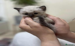 Ragdoll cats for sale: stunning kittens  - Image 7