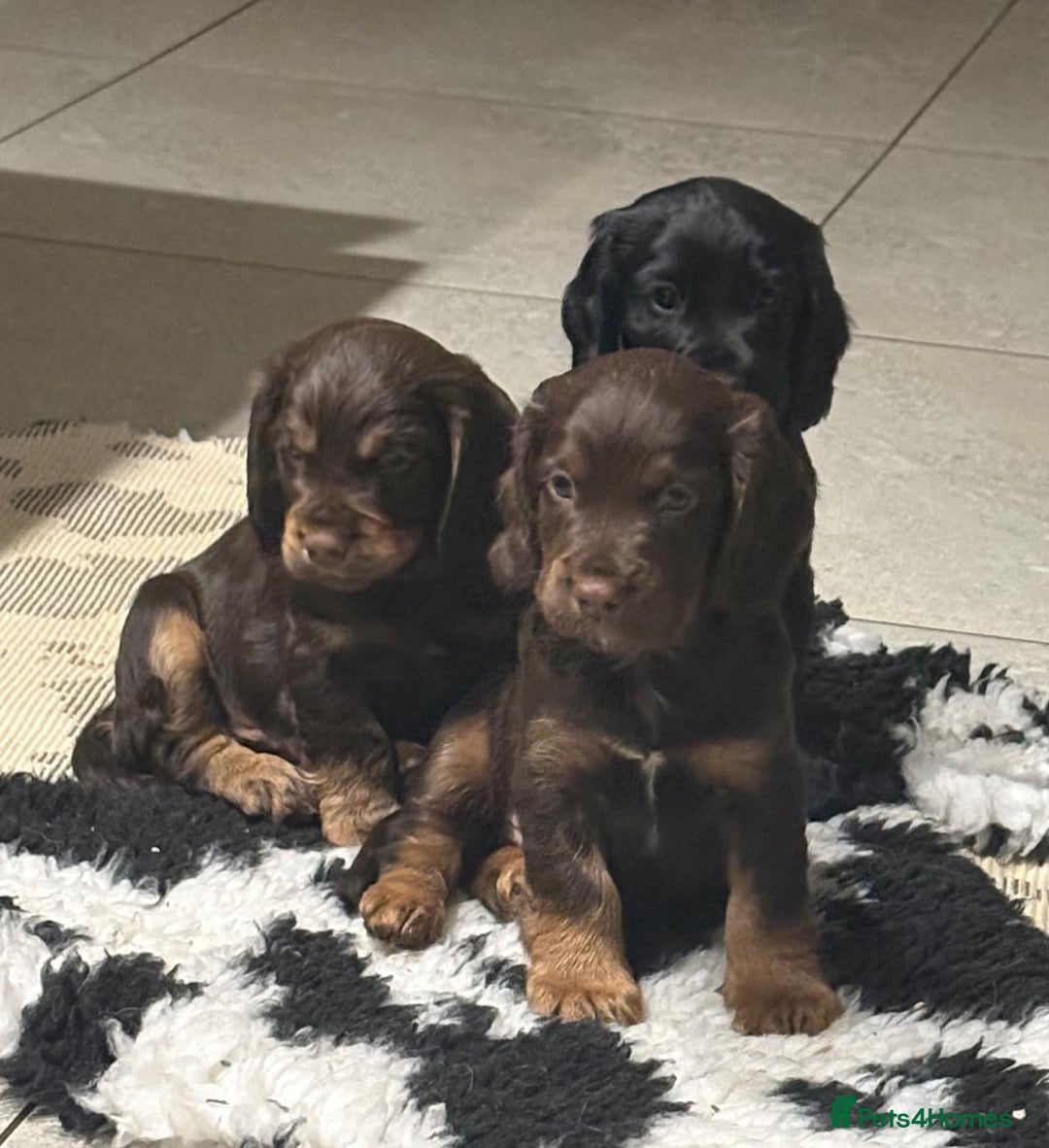 Cocker Spaniel dogs for sale: KC Registered Cocker Spaniel (Working) Puppies - Image 24