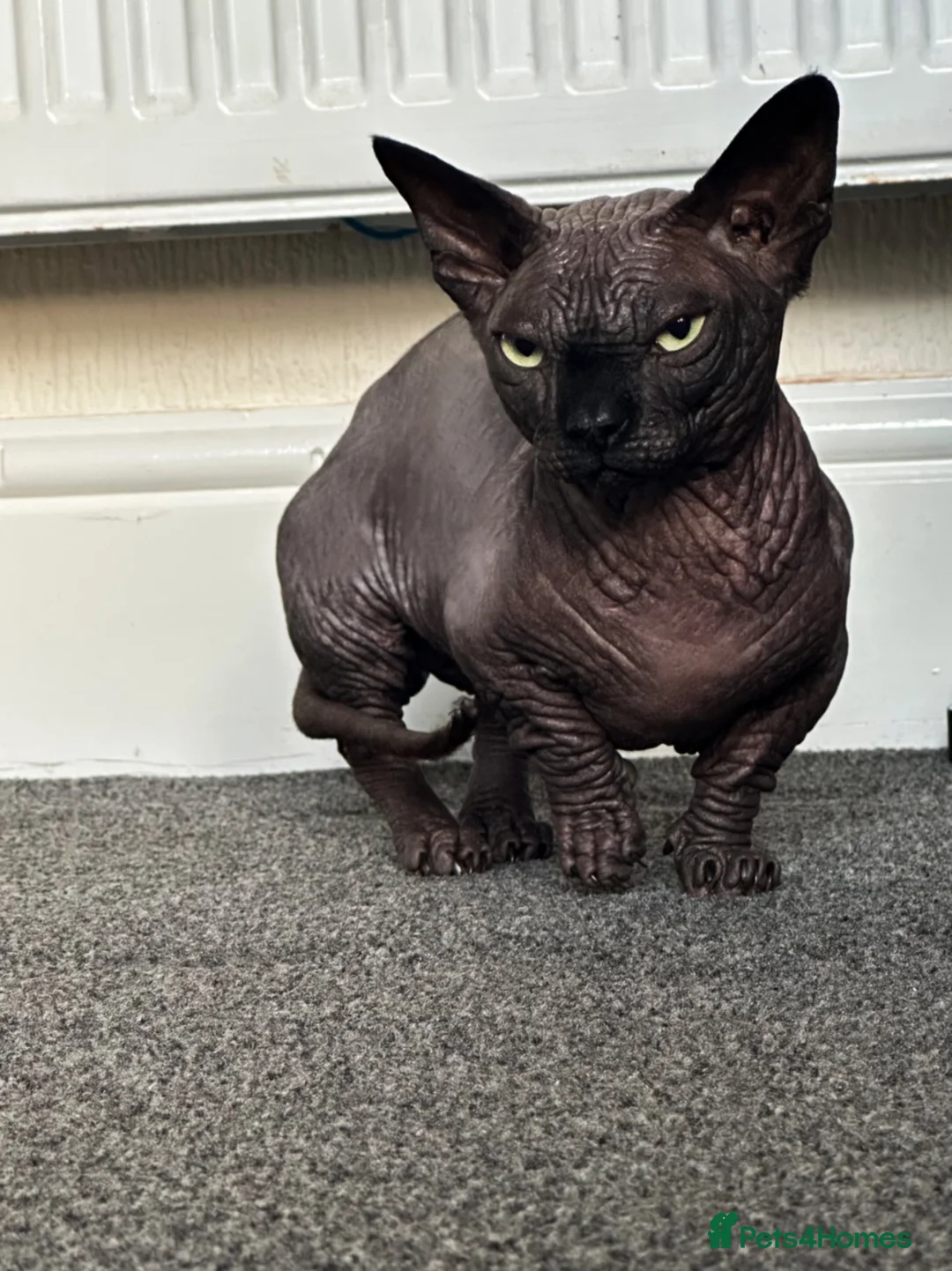 Sphynx cats for sale: Dual reg Proven Bambino Stud for sale  - Advert 1