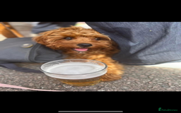 Cavapoo dogs for sale: Beautiful Health Tested F1 Cavapoos 🐶 - Image 34