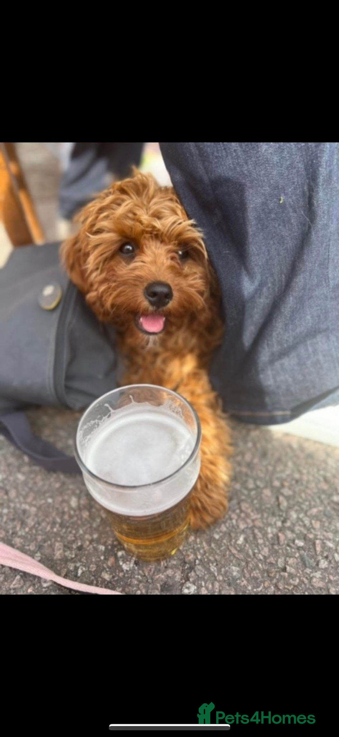 Cavapoo dogs for sale: Beautiful Health Tested F1 Cavapoos 🐶 - Image 34