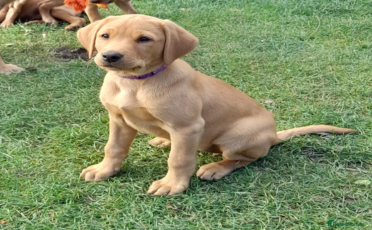 Labrador Retriever dogs - Advert 1