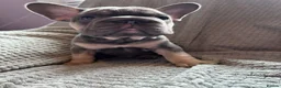 French Bulldog dogs for sale: French bulldogs  - Advert 4