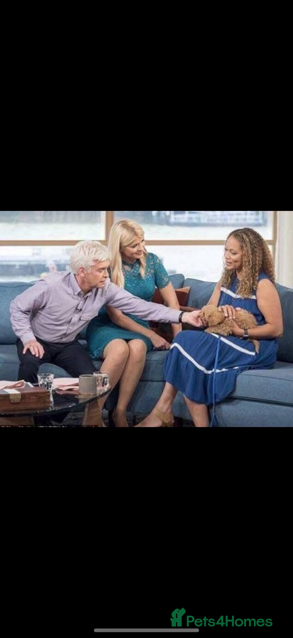 Cavapoo dogs Beautiful Health Tested F1 Cavapoos🐶 - Advert 2
