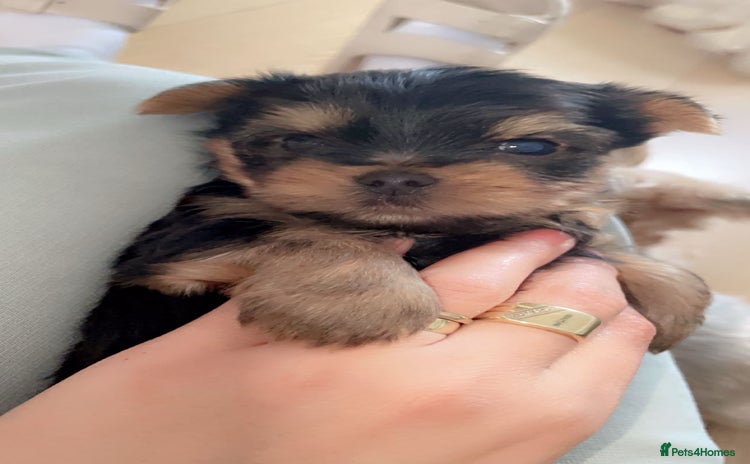Yorkshire Terrier dogs - Advert 6