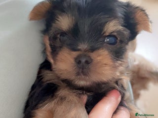 Yorkshire Terrier dogs - Advert 9