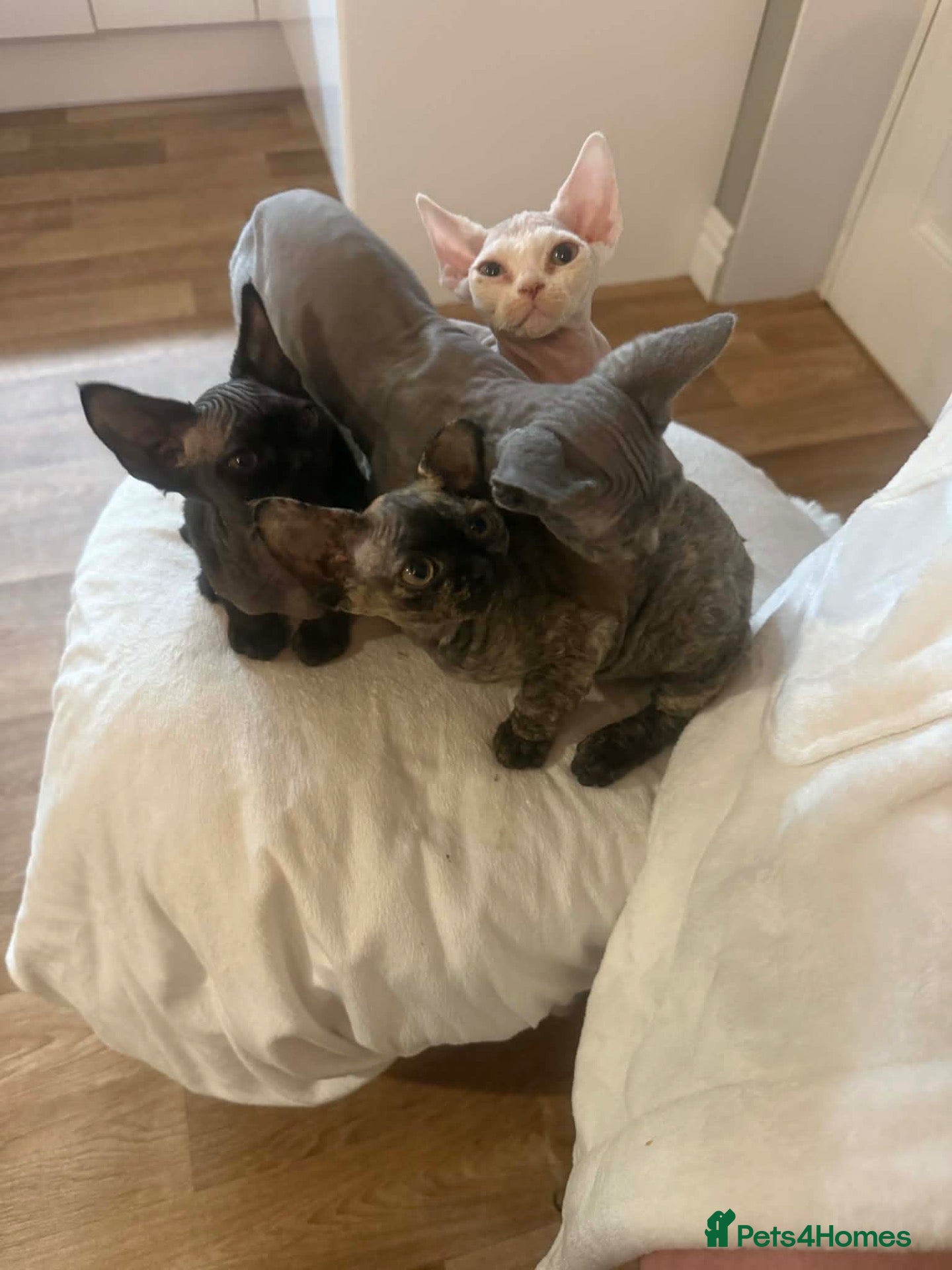 Devon Rex cats Fife reg Devon Rex kittens  - Advert 17