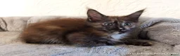 Maine Coon cats for sale: TICA Reg Maine Coon Kittens. Red. Tortie. White - Advert 8
