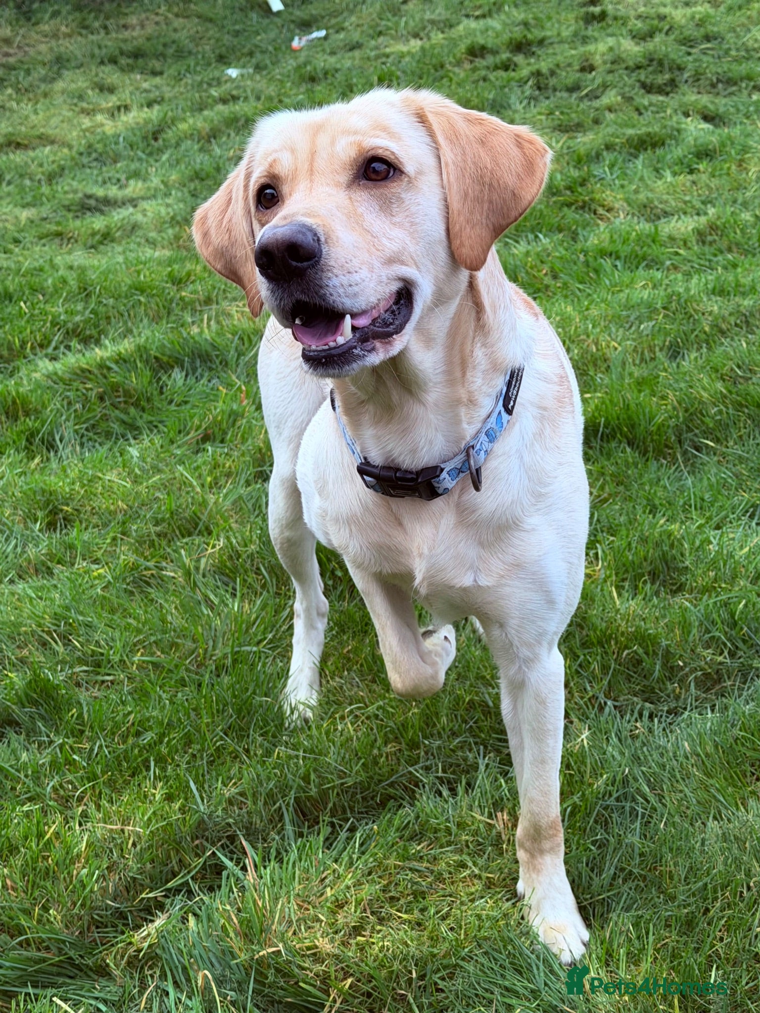 Labrador Retriever dogs Kylo  - Advert 1