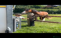 Welsh Section D horses for sale: Urgent sale - Image 3