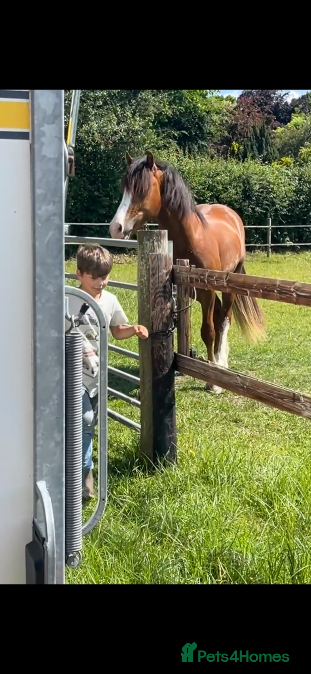 Welsh Section D horses for sale: Urgent sale - Image 3