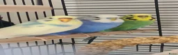 Budgerigars birds for sale: Beautiful budgies looking for a loving Home  in Aylesbury - Advert 1