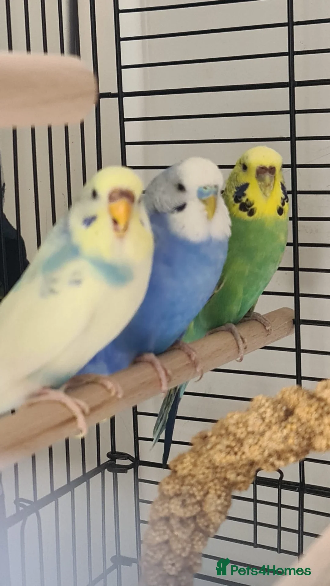 Budgerigars birds for sale: Beautiful budgies looking for a loving Home  in Aylesbury - Advert 1