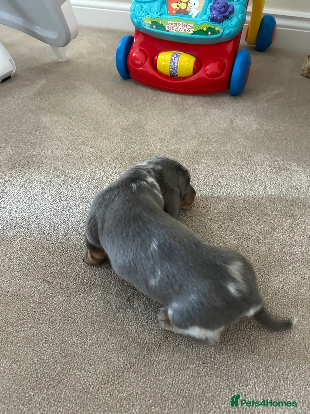Dachshund dogs for sale: dachshund puppy’s  - Advert 8