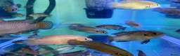 Cichlids fish for sale: Turkana jewel cichlids  - Advert 10