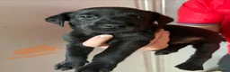 Labrador Retriever dogs for sale: Fully jet black Labrador pups for sale in Huddersfield - Advert 7