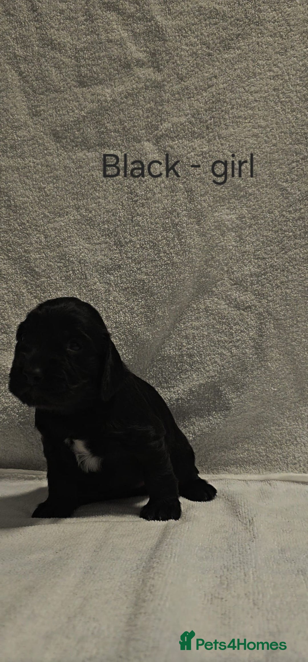 Sprocker dogs for sale: Adorable Sprocker Puppies  - Image 20