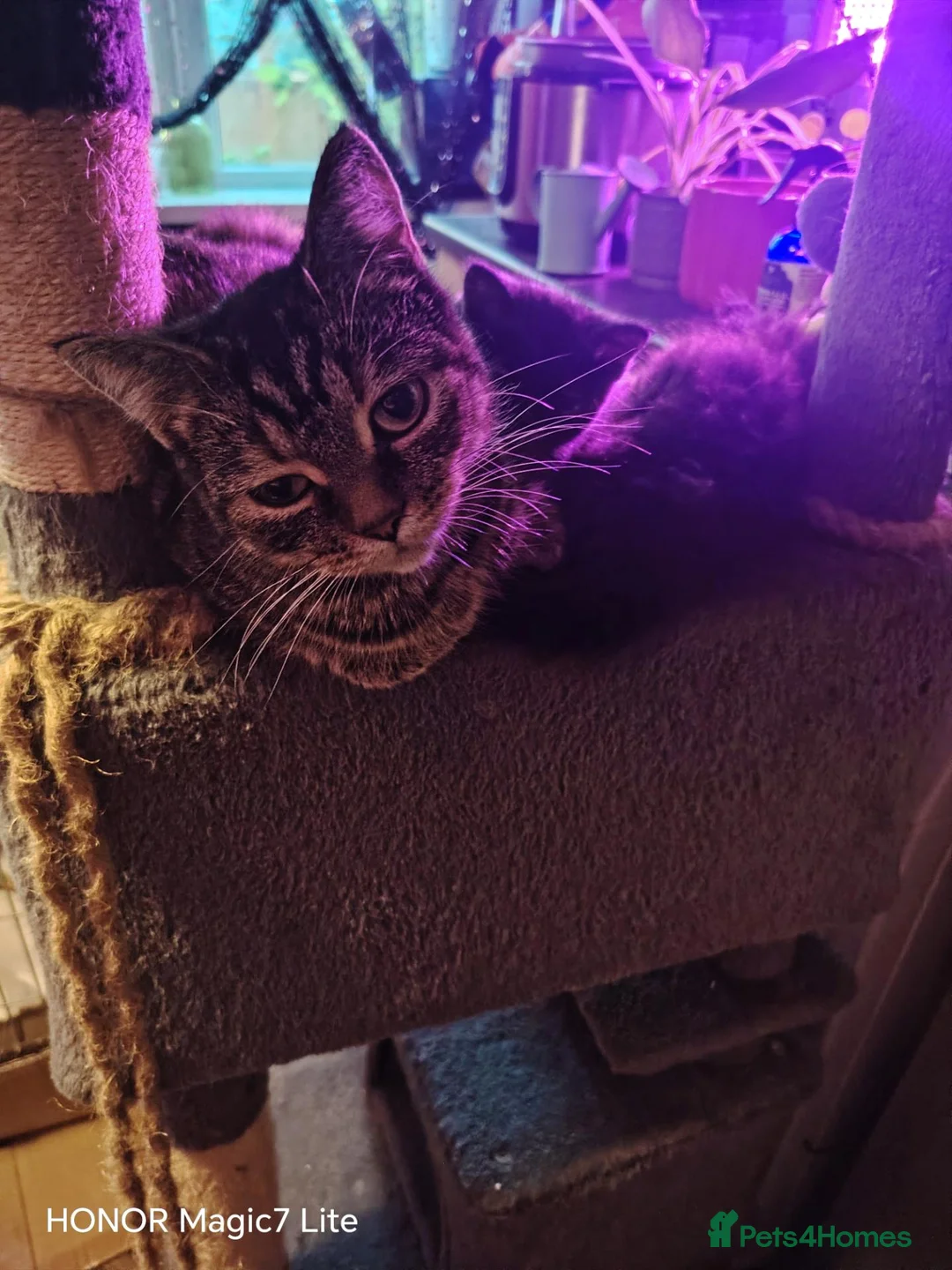British Shorthair cats for sale: Lovely lively playful male kitten - Advert 1
