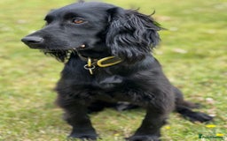 Cockapoo dogs for sale: Exceptional cockapoo pups- 1 Boy, 1 Girl left!! - Image 29