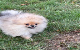 Pomeranian dogs for sale: Two tiny boys are looking for their home - Image 9