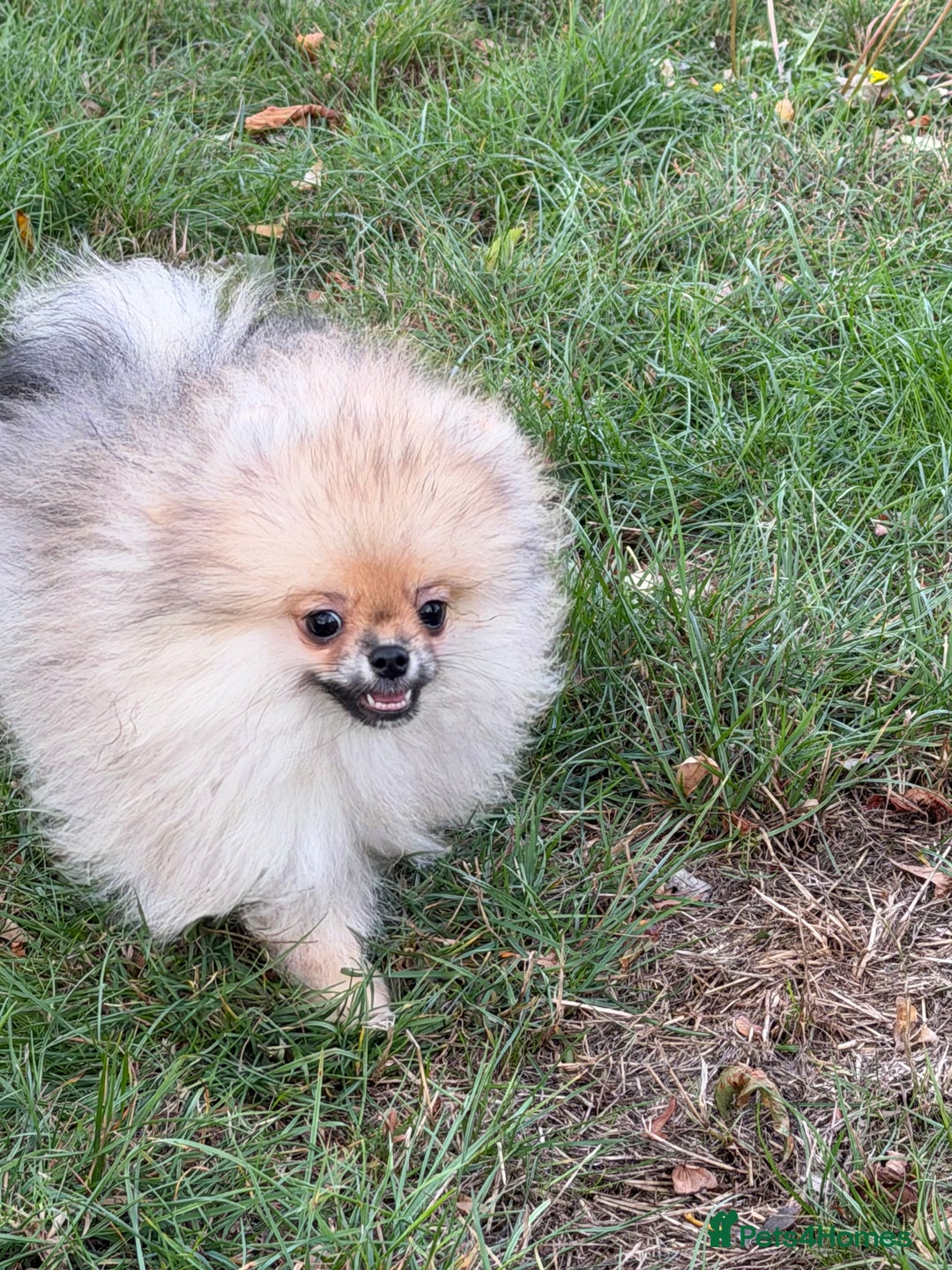 Pomeranian dogs for sale: Two tiny boys are looking for their home - Image 9