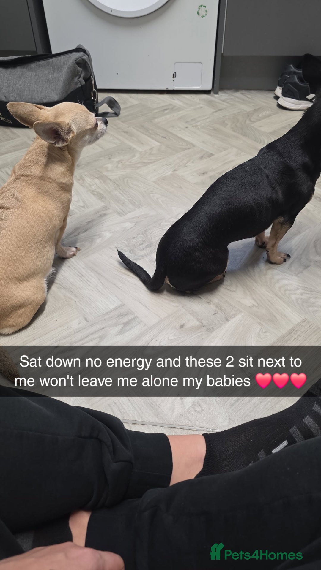 Chihuahua dogs for sale: 4 chihuahua girls - Advert 3