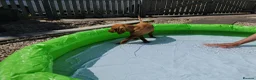 Hungarian Vizsla dogs for sale: Wirehaired Hungarian Vizsla Puppies in Larbert - Advert 8