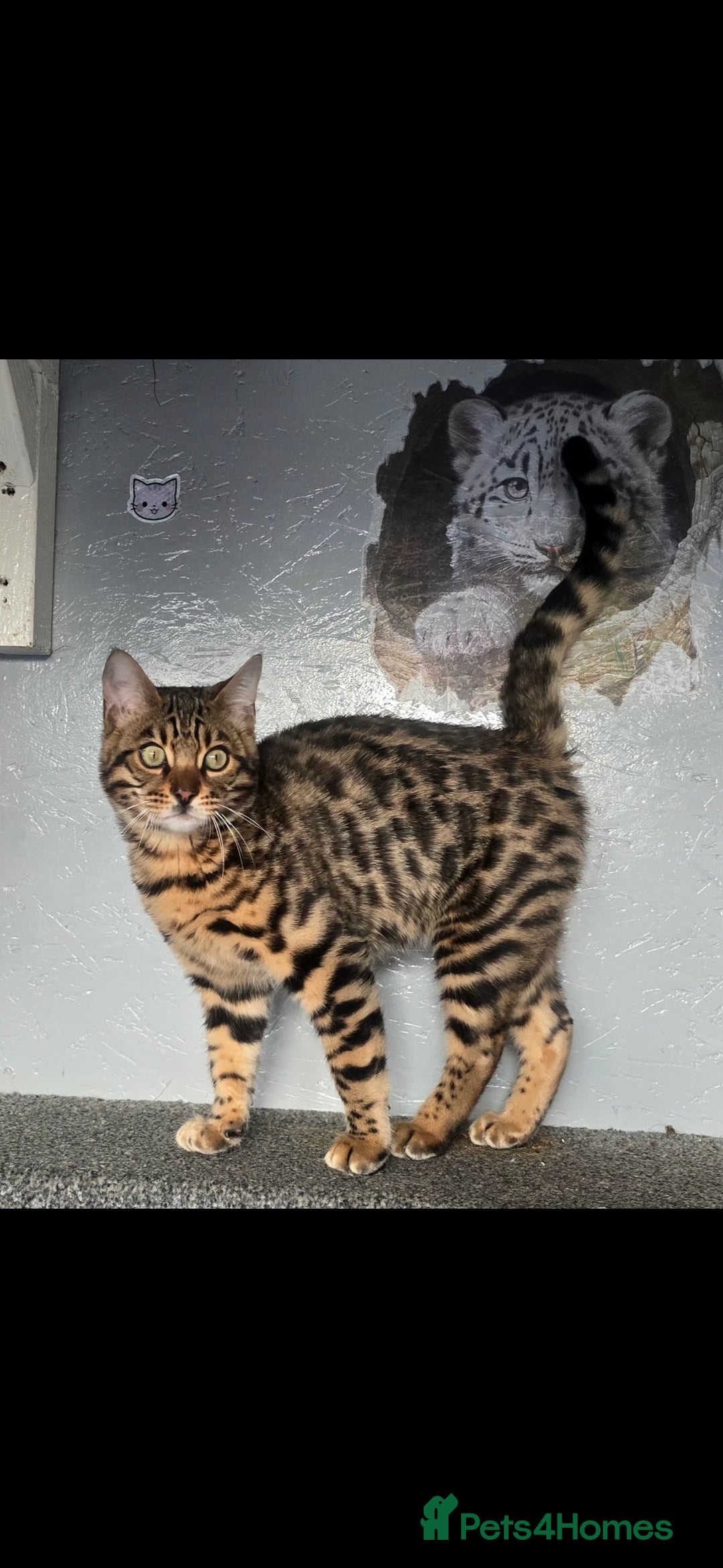 Bengal cats 1 beautiful boy from tica champion lines - Advert 3