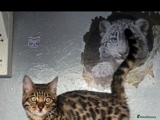 Bengal cats 1 beautiful boy from tica champion lines - Advert 1