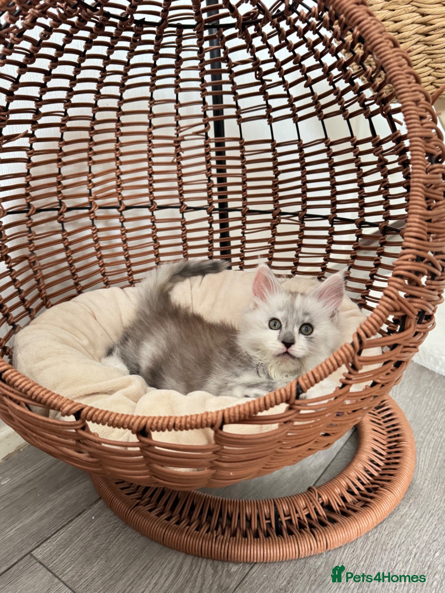 Maine Coon cats     🌟🌟Amazing Kittens Maine Coon 🌟🌟 - Advert 17