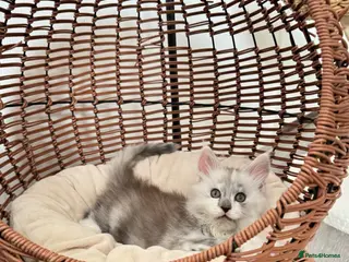 Maine Coon cats 🌟🌟Amazing Kittens Maine Coon 🌟🌟 - Advert 17
