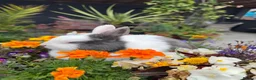 Netherland Dwarf rabbits for sale: Netherland dwarf bunny rabbits silly tame - Advert 25