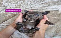 French Bulldog dogs for sale: French Bulldog Puppies  - Image 29