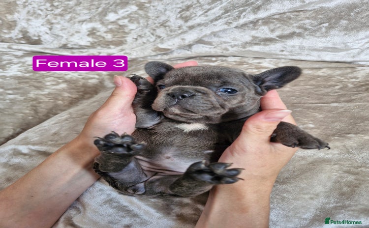 French Bulldog dogs - Advert 3