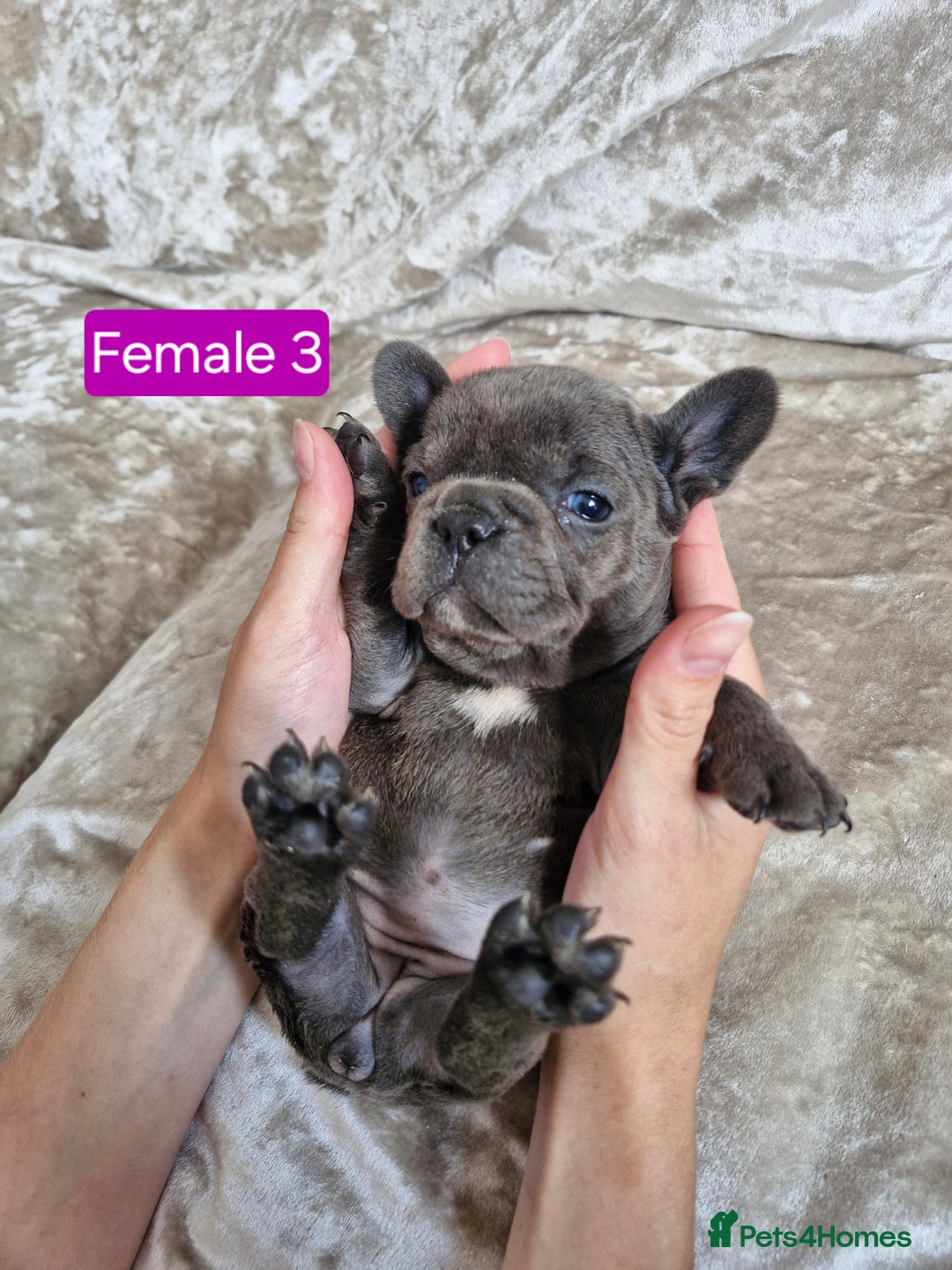 French Bulldog dogs for sale: French Bulldog Puppies  - Image 29