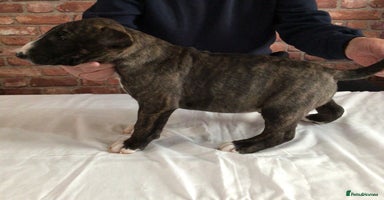 English Bull Terrier dogs - Advert 14