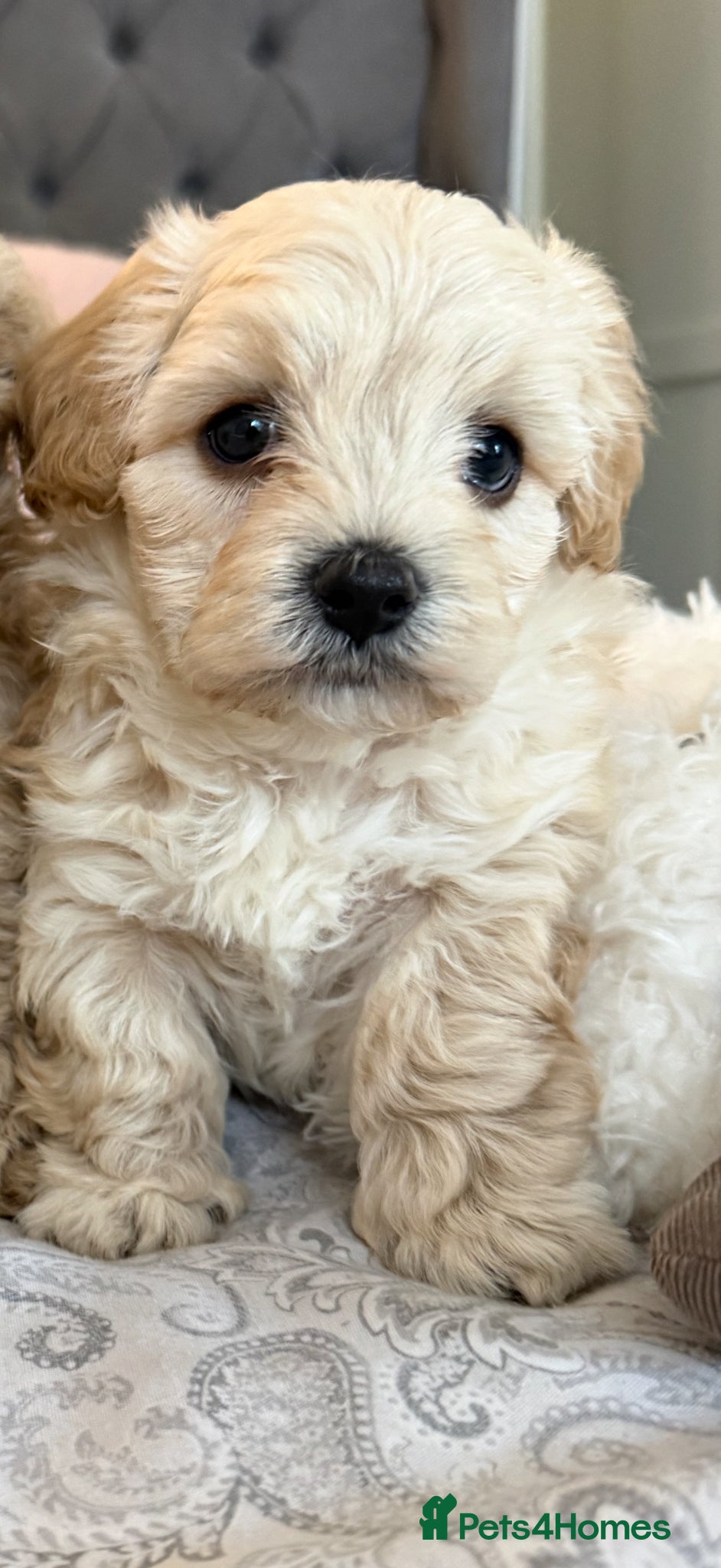 Maltipoo dogs ONE Beautiful Maltipoo Puppy Left 🐾  - Advert 2