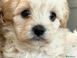 Maltipoo dogs ONE Beautiful Maltipoo Puppy Left 🐾 - Advert 2