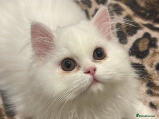 Persian cats - Advert 23