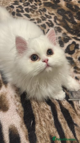 Persian cats - Advert 8