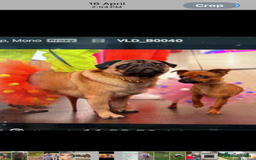 Jug dogs for sale: Jug/Jack Russell Pups - Image 4