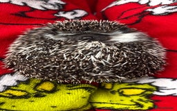 Pygmy Hedgehog rodents for sale: Pygmy hedgehog ( 9 months) - Image 2