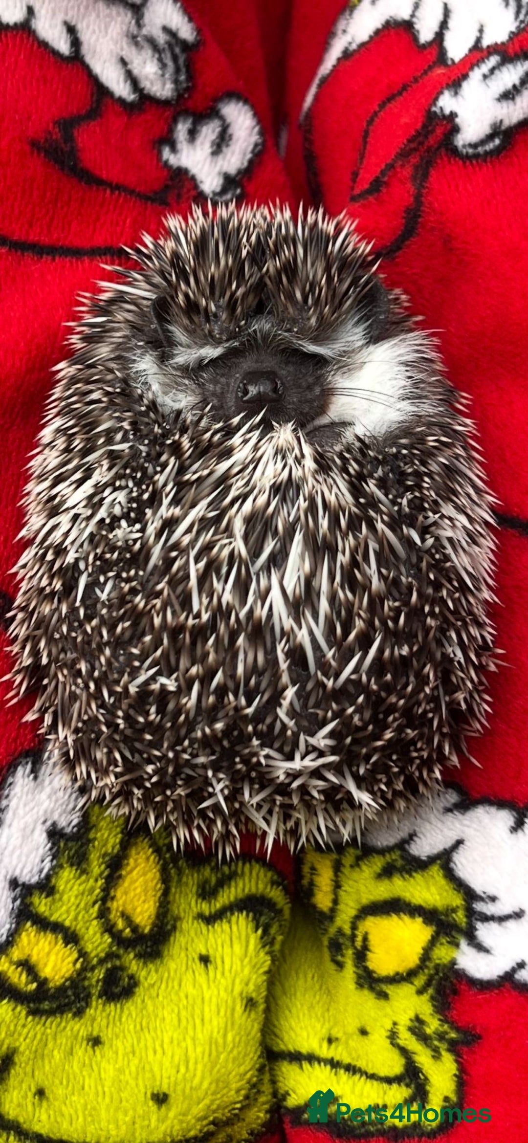 Pygmy Hedgehog rodents for sale: Pygmy hedgehog ( 9 months) - Image 2