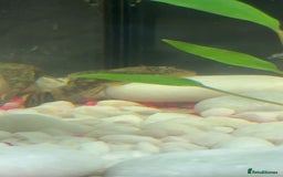 Plecos fish for sale: Plecos Fish  - Advert 1