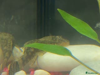 Plecos fish Plecos Fish - Advert 16