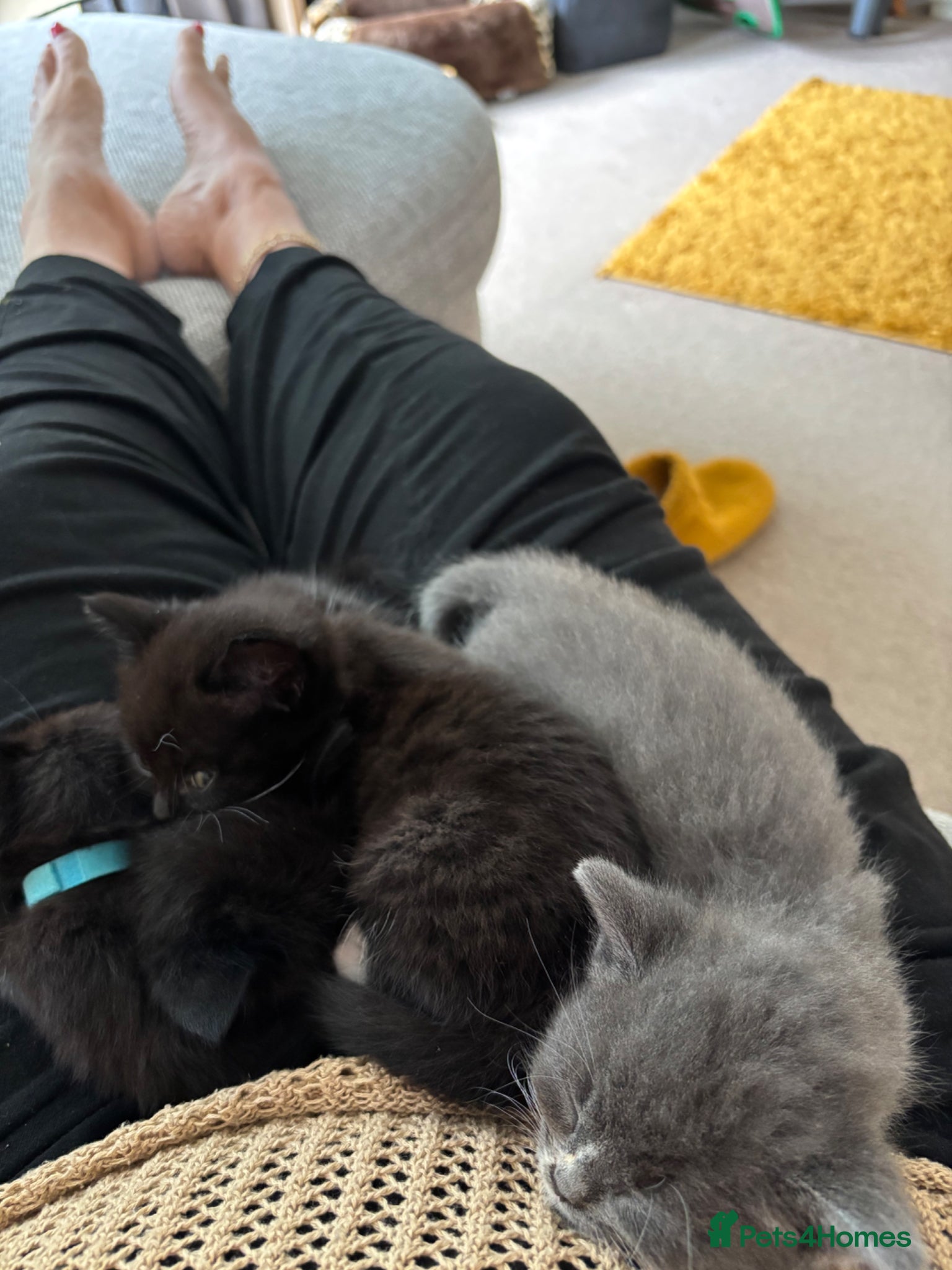 British Shorthair cats for sale: Adorable kittens for sale in Saltash - Advert 3