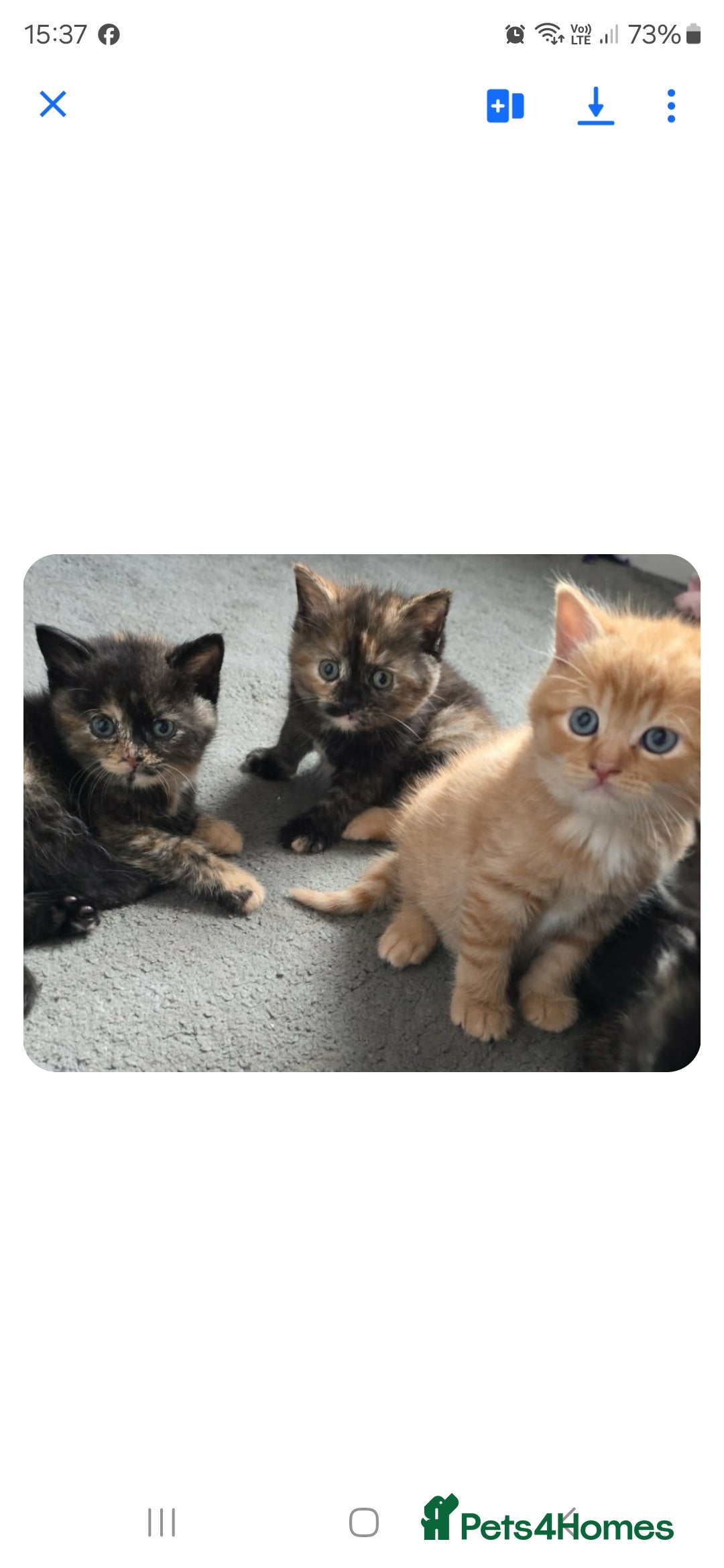 British Longhair cats for sale: Female kitten ready to go 💗  - Advert 7