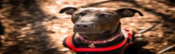 Mixed Breed dogs for adoption: Captain - Advert 6