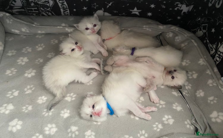 Ragdoll cats - Advert 4